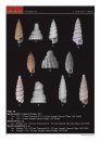 New Species of Cerithiopsidae and Newtoniellidae from Okinawa (Japan - Pacific Ocean)