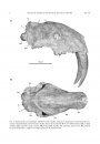 Caudal Cranium of Thylacosmilus atrox (Mammalia, Metatheria, Sparassodonta), a South American Predaceous Sabertooth