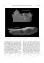 A New Mormoopid Bat from the Oligocene (Whitneyan and Early Arikareean) of Florida, and Phylogenetic Relationships of the Major Clades of Mormoopidae (Mammalia, Chiroptera)