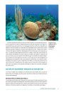 Coraux Constructeurs de Récifs des Caraïbes [Coral Reef Builders of the Caribbean]