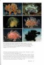 Frogfishes