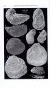 Fossils from the Lias of the Yorkshire Coast