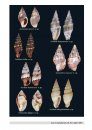 News on Costellariidae (Gastropoda: Muricoidea)