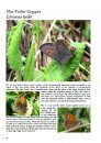 The Butterflies of Villars-Gryon