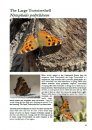 The Butterflies of Villars-Gryon
