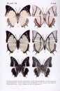 Butterflies of Vietnam, Volume 4: Nymphalidae (2-Volume Set)