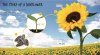 From Seed to Sunflower