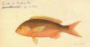 Brazilian Fishes: Watercolors by Jacques Burkhardt (1865-1866) / Peixes do Brasil: Aquarelas de Jacques Burkhardt (1865-1866)