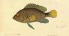 Brazilian Fishes: Watercolors by Jacques Burkhardt (1865-1866) / Peixes do Brasil: Aquarelas de Jacques Burkhardt (1865-1866)