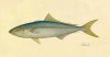 Brazilian Fishes: Watercolors by Jacques Burkhardt (1865-1866) / Peixes do Brasil: Aquarelas de Jacques Burkhardt (1865-1866)