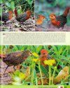 Birds of the Indian Ocean / Les Oiseaux de l'Océan Indien (2-Volume Set)