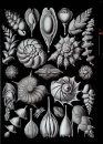 Marvelous Microfossils