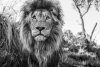  David Yarrow