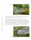 The Complex Lives of British Freshwater Fishes