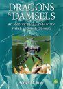 Dragons & Damsels