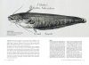 Historical Portrait of the Progress of Ichthyology: From Its Origins to Our Own Time / Tableau Historique des Progrès de l’Ichtyologie: Depuis Son ­Origine jusqu’à Nos Jours