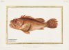 Historical Portrait of the Progress of Ichthyology: From Its Origins to Our Own Time / Tableau Historique des Progrès de l’Ichtyologie: Depuis Son ­Origine jusqu’à Nos Jours