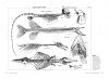 Historical Portrait of the Progress of Ichthyology: From Its Origins to Our Own Time / Tableau Historique des Progrès de l’Ichtyologie: Depuis Son ­Origine jusqu’à Nos Jours