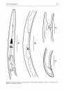 Fauna of New Zealand, No 79: Longidoridae and Trichodoridae (Nematoda: Dorylaimida and Triplonchida)