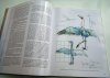 Bird Anatomy for Artists