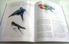 Bird Anatomy for Artists
