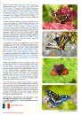 European Butterflies, Issue 3: Spring 2020