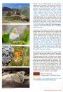 European Butterflies, Issue 3: Spring 2020