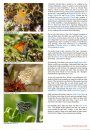 European Butterflies, Issue 3: Spring 2020