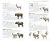 Mammals of South Asia