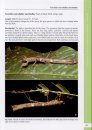 A Taxonomic Guide to the Stick Insects of Borneo, Volume 3