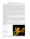 Icones Orchidacearum, Fascicle 17(1)