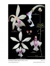 Icones Orchidacearum, Fascicle 17(1)