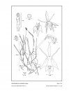 Icones Orchidacearum, Fascicle 17(1)