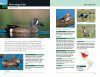 Waterfowl of Eastern North America