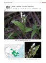 Atlas of Native Orchids in China (2-Volume Set) [Chinese]