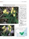 Atlas of Native Orchids in China (2-Volume Set) [Chinese]