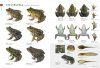 Encyclopedia of Japanese Frogs [English / Japanese]