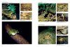 Encyclopedia of Japanese Frogs [English / Japanese]
