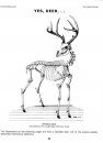 Bone Building Books, Volume 6: The Moose Manual