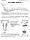 Bone Building Books, Volume 9: The Small Mammal Manual Manuscript
