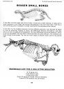 Bone Building Books, Volume 9: The Small Mammal Manual Manuscript