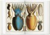 Cabinet of Natural Curiosities / Das Naturalienkabinett / La Cabinet des Curiosités Naturelles