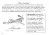 Field Guide to the North American Jackalope