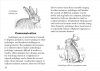Field Guide to the North American Jackalope