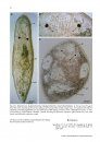 Guide to the Identification of Marine Meiofauna