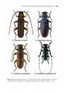 Synopsis of Adventive Species of Coleoptera (Insecta) Recorded from Canada, Part 5: Chrysomeloidea (Cerambycidae, Chrysomelidae, and Megalopodidae)