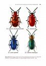 Synopsis of Adventive Species of Coleoptera (Insecta) Recorded from Canada, Part 5: Chrysomeloidea (Cerambycidae, Chrysomelidae, and Megalopodidae)