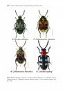 Synopsis of Adventive Species of Coleoptera (Insecta) Recorded from Canada, Part 5: Chrysomeloidea (Cerambycidae, Chrysomelidae, and Megalopodidae)