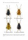 Synopsis of Adventive Species of Coleoptera (Insecta) Recorded from Canada, Part 5: Chrysomeloidea (Cerambycidae, Chrysomelidae, and Megalopodidae)