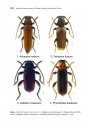 Synopsis of Adventive Species of Coleoptera (Insecta) Recorded from Canada, Part 5: Chrysomeloidea (Cerambycidae, Chrysomelidae, and Megalopodidae)